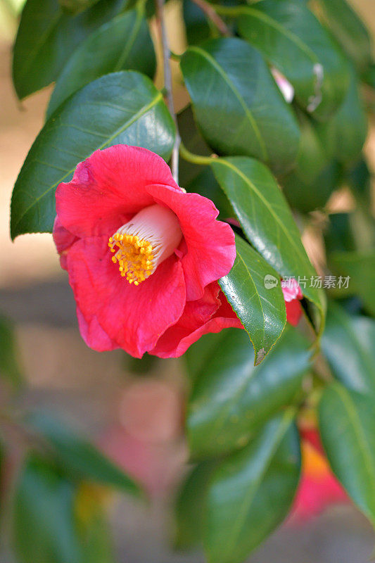 茶花/日本茶花